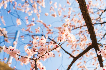 Obraz premium 응봉산 매화 