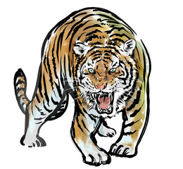 正面から威嚇する虎-カラー