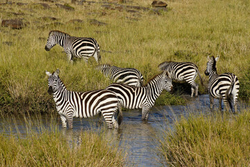 Burchell's zebras drinking at waterhole, Masai Mara, Kenya