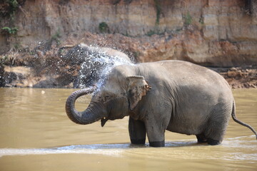 Fototapeta na wymiar Thai elephants living in the jungle
