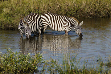 Fototapeta na wymiar Burchell's zebras drinking at waterhole, Masai Mara, Kenya