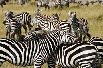 Burchell's (plains, common) zebras grooming each other, Masai Mara, Kenya