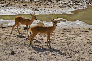 Male reedbucks in riverbed, Masai Mara, Kenya