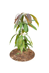 Young plant mango tree is growing in the garden isolated on white background.