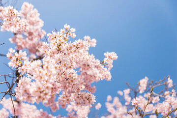 수양벚꽃
