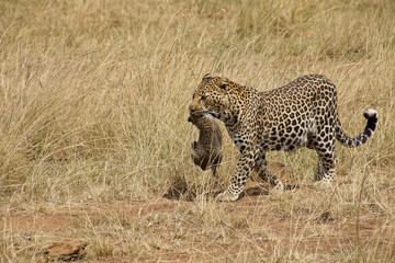 Female African leopard carrying her cub in her mouth, Masai Mara, Kenya