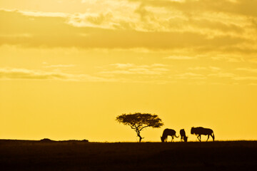 Fototapeta na wymiar Silhouette of acacia tree and wildebeests at sunrise in Kenya, Africa