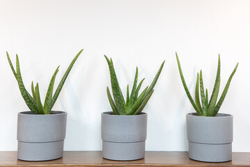 Grouping of potted aloe vera plants on a wooden shelf
