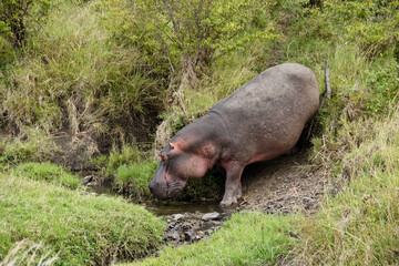 Hippopotamus walking in ravine, Masai Mara Game Reserve, Kenya