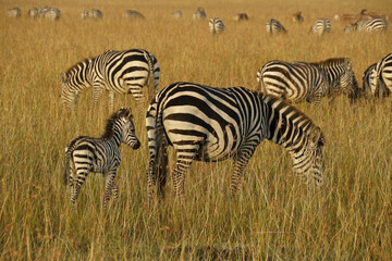 Fototapeta na wymiar Herd of Burchell's (common, plains) zebras grazing in golden morning light, Masai Mara Game Reserve, Kenya