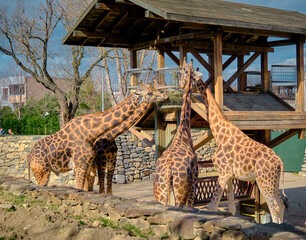Groups of giraffes in Zoo. Giraffes are eating dried and withered grass.