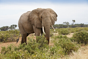 Bull elephant with high-water mark on legs and trunk from crossing river, Samburu Game Reserve, Kenya