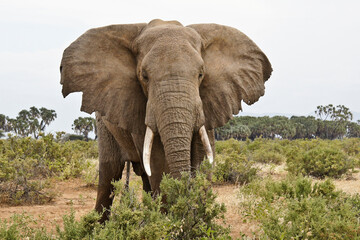 Fototapeta na wymiar Bull elephant with high-water mark on legs and trunk from crossing river, Samburu Game Reserve, Kenya
