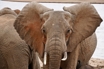 Fototapeta na wymiar Female elephant at Ewaso Nyiro river, Samburu Game Reserve, Kenya