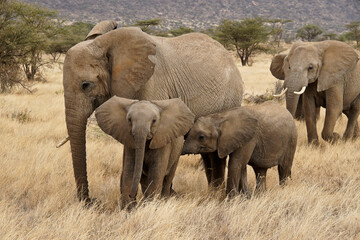 Obraz premium African elephants with young, Samburu Game Reserve, Kenya