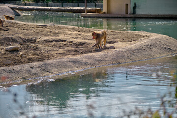 Hamadryas baboon  and monkeys walking near the small pond and looking for finding out something to eat and its reflection on pond.