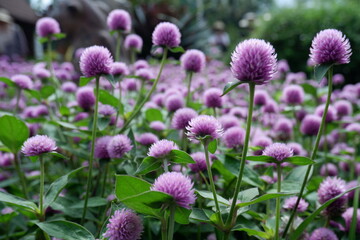 flowers in the garden