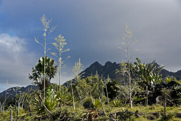 Vegetation in Nahampoana Reserve, southern Madagascar