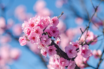 Blooming Purple leaf Krauter Vesuvius (Cherry Plum). Spring atmosphere. 