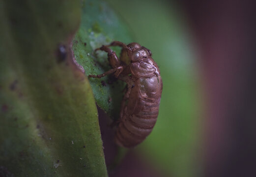 Closeup Shot Of Cicada Larva On Green Leaves