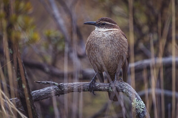 Closeup shot of chalk browed mockingbird perched on a tree branch
