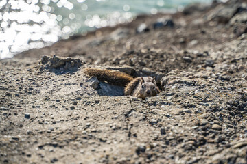 California Ground Squirrel (Spermophilus beecheyi) looks out of its burrow, Fremont Central Park 