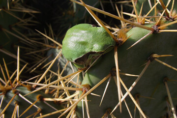 a small green frog sits on the spines of a cactus
