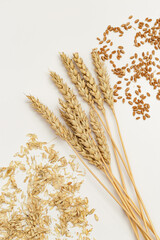 Ripe golden wheat ears and seeds close up. Background with ripening ears pf cereal plant. Concept...