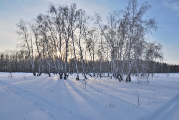 Winter Siberian forest, Omsk region