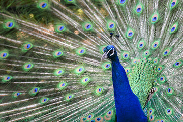 Obraz premium Peacock close up in wild