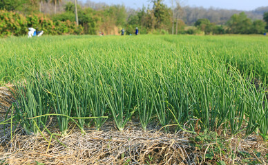 Onion plantation in thailand. Agriculture vegetable garden