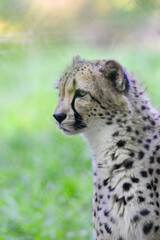 portrait of a cheetah