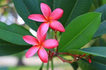 Plumeria flower on a tree. Spring of pink Frangipani flower