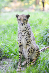 portrait of a cheetah