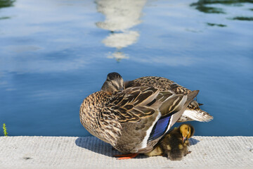 duck and duckling sunbathing next to the reflection pool with a reflection of the capitol dome in Washington dc united states