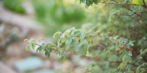 The_Wilderness_Pack_Vol.1_