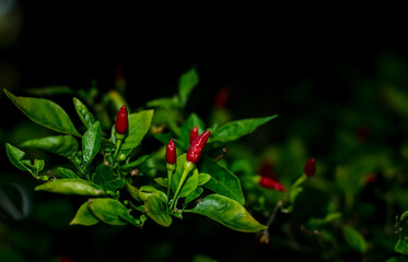 hot peppers on the tree