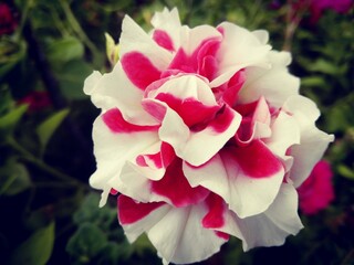 close-up of pink Petunia hybrida flower blooming in garden