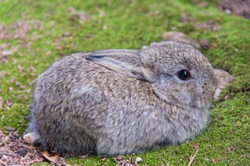 Croatia, Dubrovnik, Lokrum Island. Bunny waits patiently for mom Tries to stay invisible.