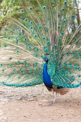 Croatia, Dubrovnik. Peacock on Lokrum Island in courtship display.