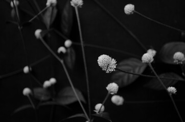 Black and white image of Dentata ruby flowers