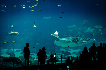 Aquarium life
