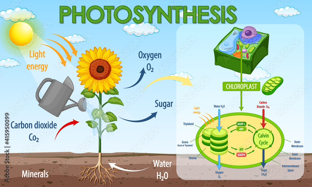 Wall mural diagram showing process of photosynthesis in plant