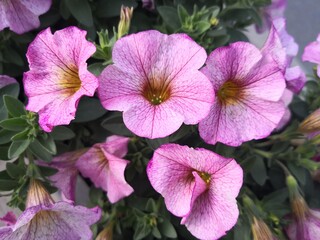 close-up of purple Petunia hybrida flower blooming in garden