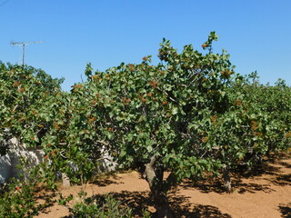 Fototapeta na wymiar Pistachio or pistacia vera trees with fruit in the summer, in Attica, Greece