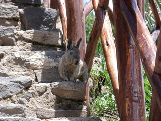 Colca Canon
