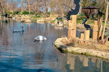 White and colorful big birds ducks and pelicans are swimming on small pond. Pelican embedded its head in to the water.