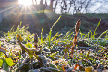 逆光に輝く霜の降りたツクシ