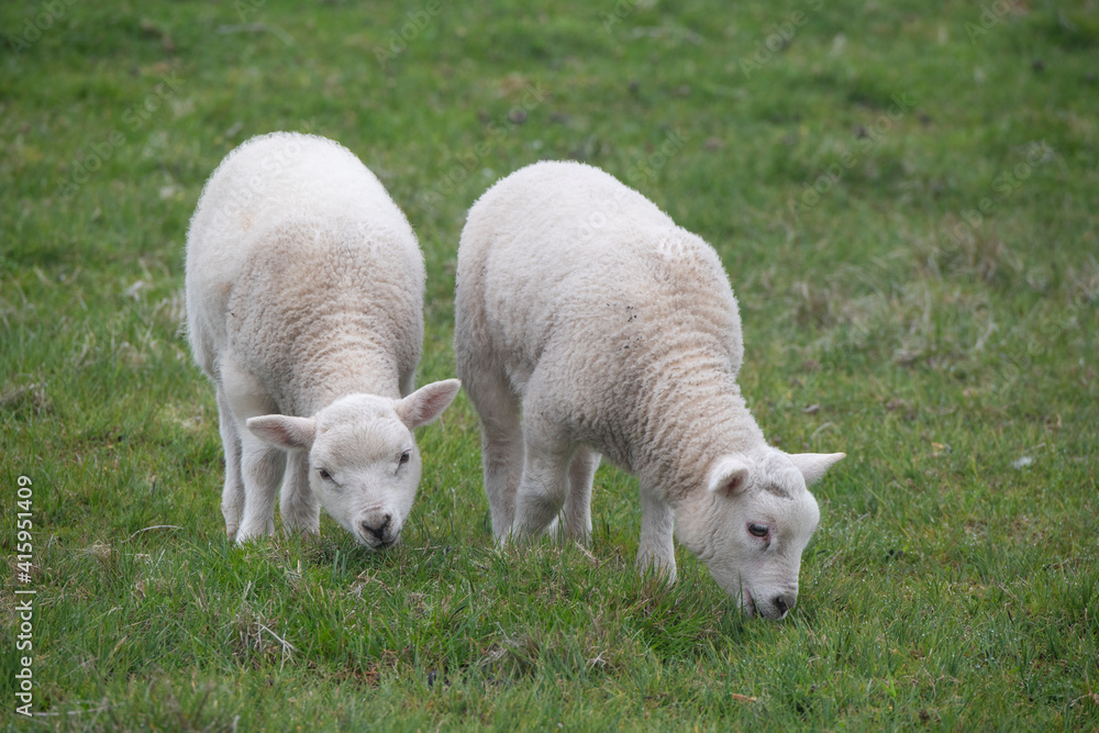 Sticker Great Britain, Shetland, Fair Isle. Shetland sheep, twin lambs.