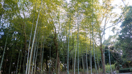 日本の竹やぶの風景